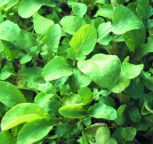 A close up of arugula leaves