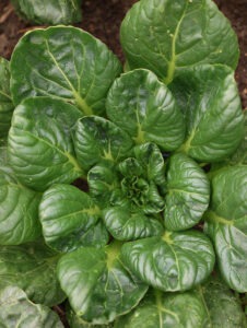 A rosette of green Tatsoi Asian green leaves