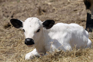A young white calf with black ears and nose laying in straw