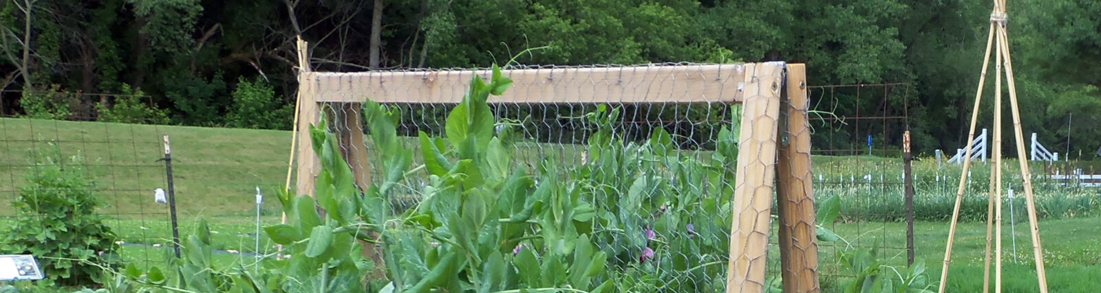 A wooden frame trellis with a large, bushy bean plant growing up it. There is a sign in front describing the crop.