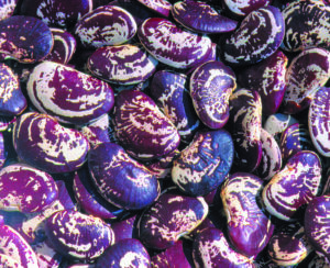 Many large red-and-white-speckled 'Christmas' lima beans seeds.