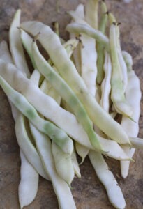 Many long white 'Connecticut Wonder' bean pods with some green beans visible through the pod arranged on a countertop