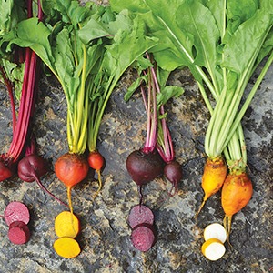 Four different color beets with several sliced beets on a rock