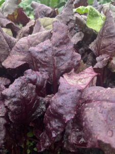 Large purple 'Bull's Blood' beet leaves covered in water droplets from rain