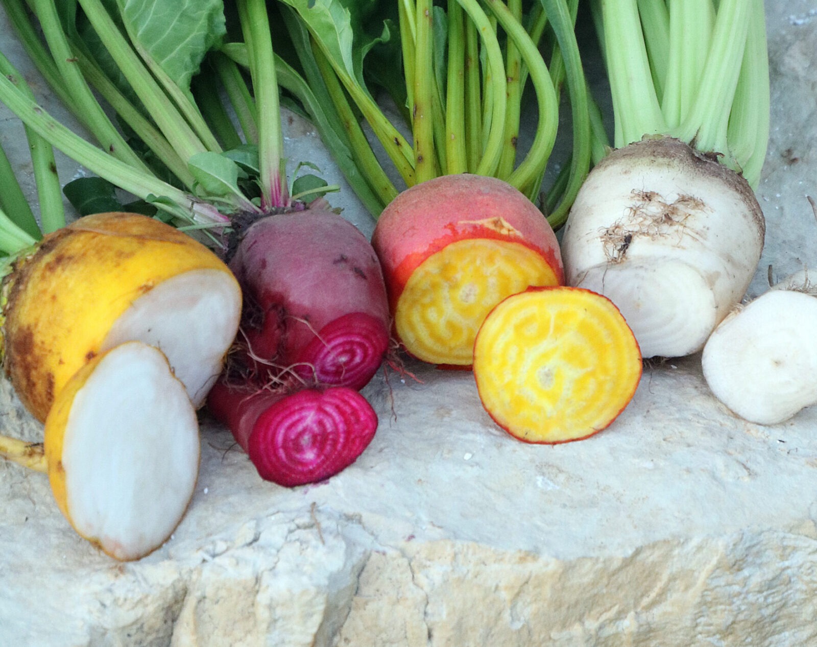 Four colorful beets with long green stems and the ends sliced off to show the inside of each.