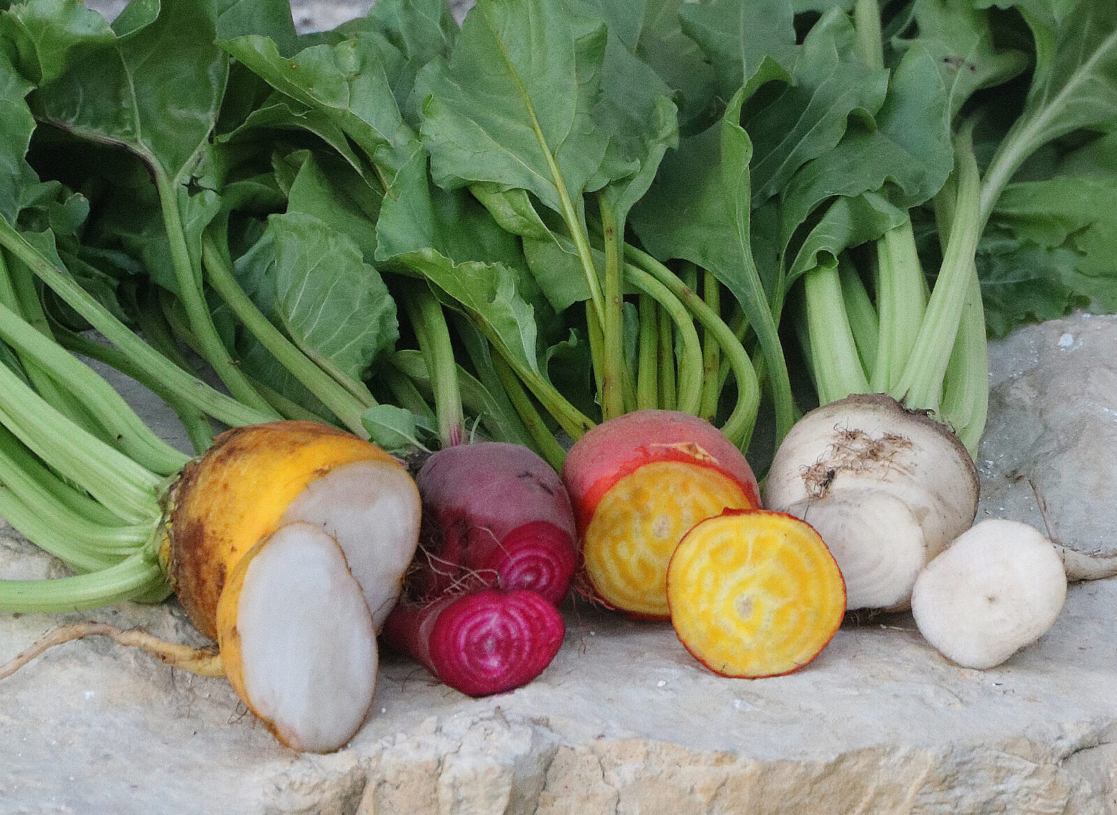 Four beets with the ends sliced off lying in a row on a rock surface, with each beet a different color: yellow and white, red, yellow, and white.
