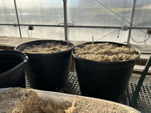 Two large tubs filled with beets and wood shavings for biennial overwintering in a greenhouse, with another large tub in front of them