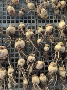 Dozens of beets with the stems cut off for biennial seed saving