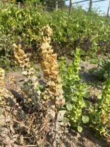 A tall dried bells of Ireland flower with other dried and fresh flowers behind it growing in a garden