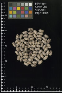 A group of 'Canon City' beans arranged in the shape of a circle on a black background