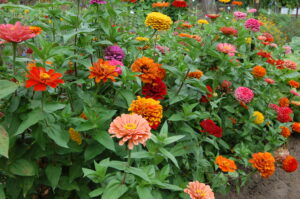 Many colorful 'Benary's Giant Zinnia' blooms in a garden