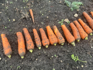 Many carrots with the foliage and tips of the roots trimmed off lined up on the soil