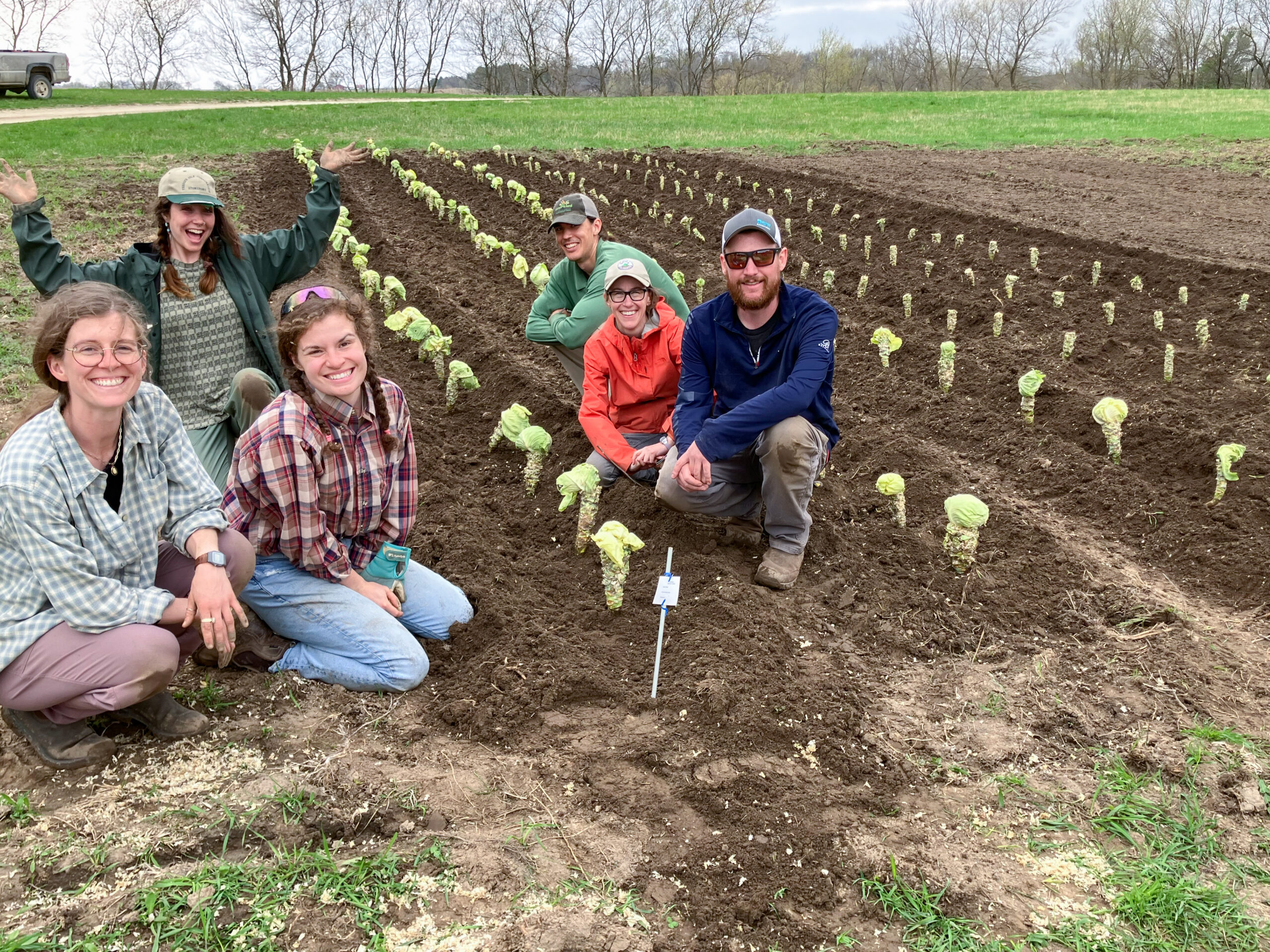 A group of people squat and kneel proudly in a garden of freshly planted biennial cabbage.