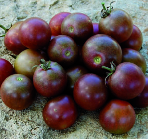 Many small, round, dark-purple 'Black Cherry' tomatoes on a rock surface