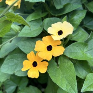 Three yellow 'Black-Eyed Susan' flowers with black centers, among green, heart-shaped, pointed leaves