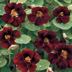 Deep-red 'Black Velvet' nasturtium flowers surrounded by circular leaves