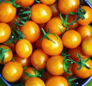 Dozens of small yellow 'Blondkopfchen' cherry tomatoes with short green stems
