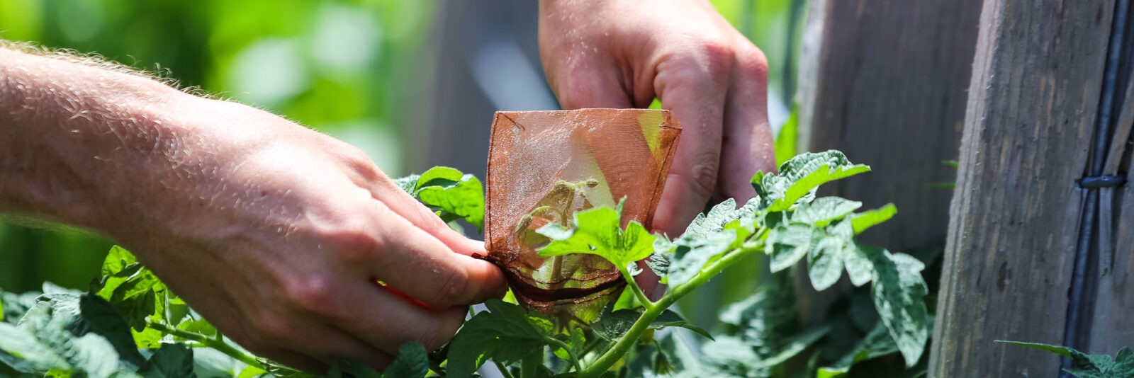 Two hands cover part of a plant with a small, sheer bag