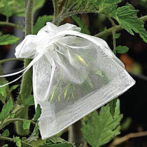 Small yellow flowers with a small white mesh bag tied around them on a plant