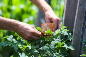 Two hands tie closed a small mesh blossom bag over flowers of a tomato plant