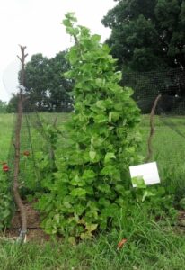 A tall bean plant supported by a trellis made of netting and tree branches in a garden
