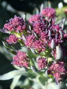 Many purple 'Early Purple Sprouting' broccoli florets