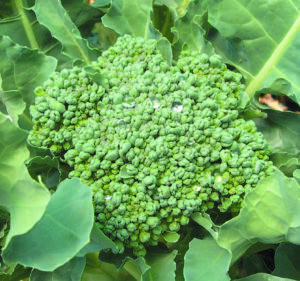 A small head of 'De Cicco' broccoli surrounded by green leaves