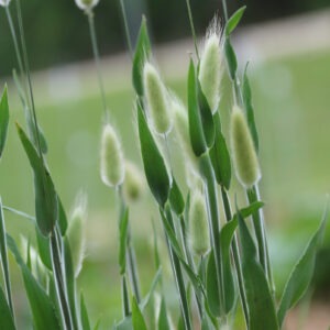 Green 'Bunny Tails' grass stems with long, upright, green leaves, with small, fluffy flowers at the ends