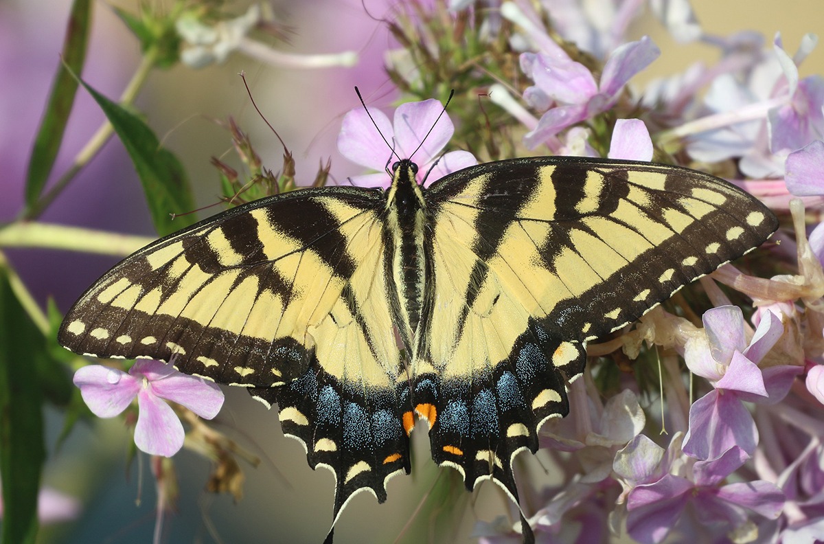 A yellow striped butterfly perched on small purple flowers