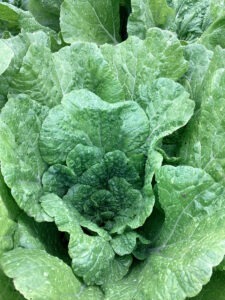 A green head of 'Aichi' cabbage