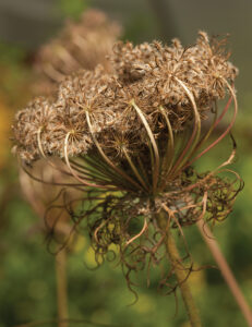 A brown dried carrot seed head