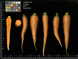 Six orange carrots and one round carrot slice arranged in a row on a black background