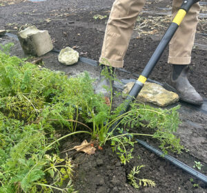 A person pops several carrots out of the ground using a pitchfork