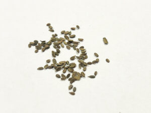 A pile of cleaned carrot seeds