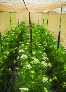 Rows of carrot plants with white umbel flowers and feathery green foliage inside of a tan isolation cage