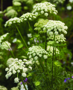 Many white carrot flowers on tall stems