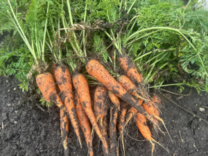 A pile of orange carrots with green tops laying in the soil