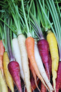 A pile of purple, orange, yellow, and white carrots from the 'Rainbow Carrot Mix' variety.