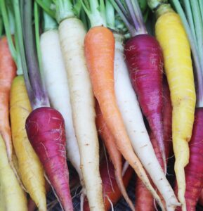 'Rainbow Carrot Mix' from Seed Savers Exchange