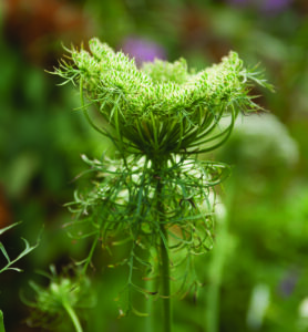 A carrot flower head beginning to turn in on itself after dropping its petals and forming seeds
