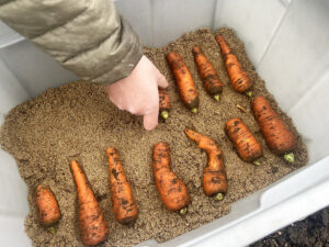 A person lays carrots in a single layer in a large tub of sand