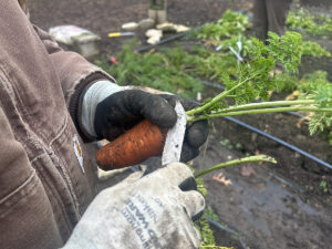 A person wearing gardening gloves holds an orange carrot and trims off the leaves with a knife