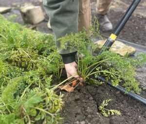 A person pulling a carrot out of the soil, with other carrots visible in the soil nearby