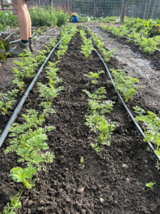A long garden bed with two irrigation lines and four rows of carrot plants