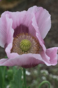 A 'Hutterite Breadseed' poppy flower with four large petals that are light purple on the outside and deep purple near the base, with a green seed pod exposed in the middle