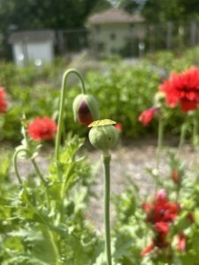 A green 'Chima Family Heirloom' breadseed poppy seed pod with bright pink blooms in the background