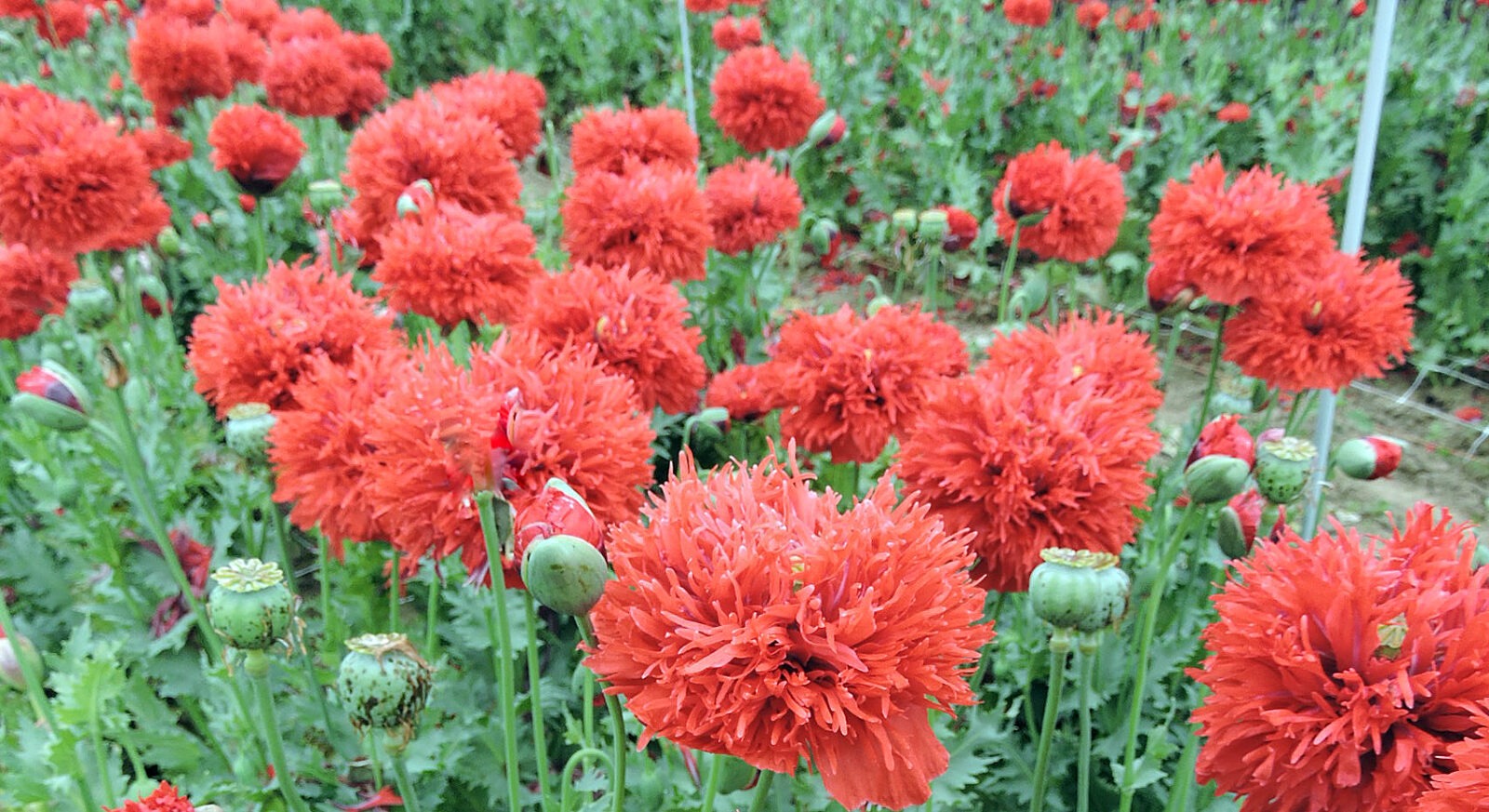 Bright red double-petal poppies in a garden.