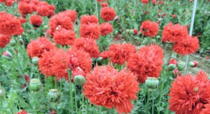 Bright red double-petal poppies in a garden.