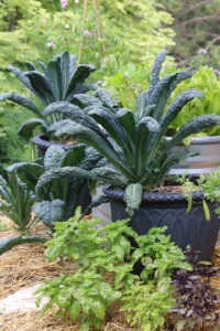Several containers with large 'Lacinato' kale plants, surrounded by more plants in the ground around the containers