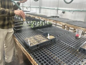 A person mists greenhouse trays with a garden hose